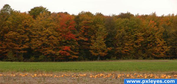 Autumn Trees